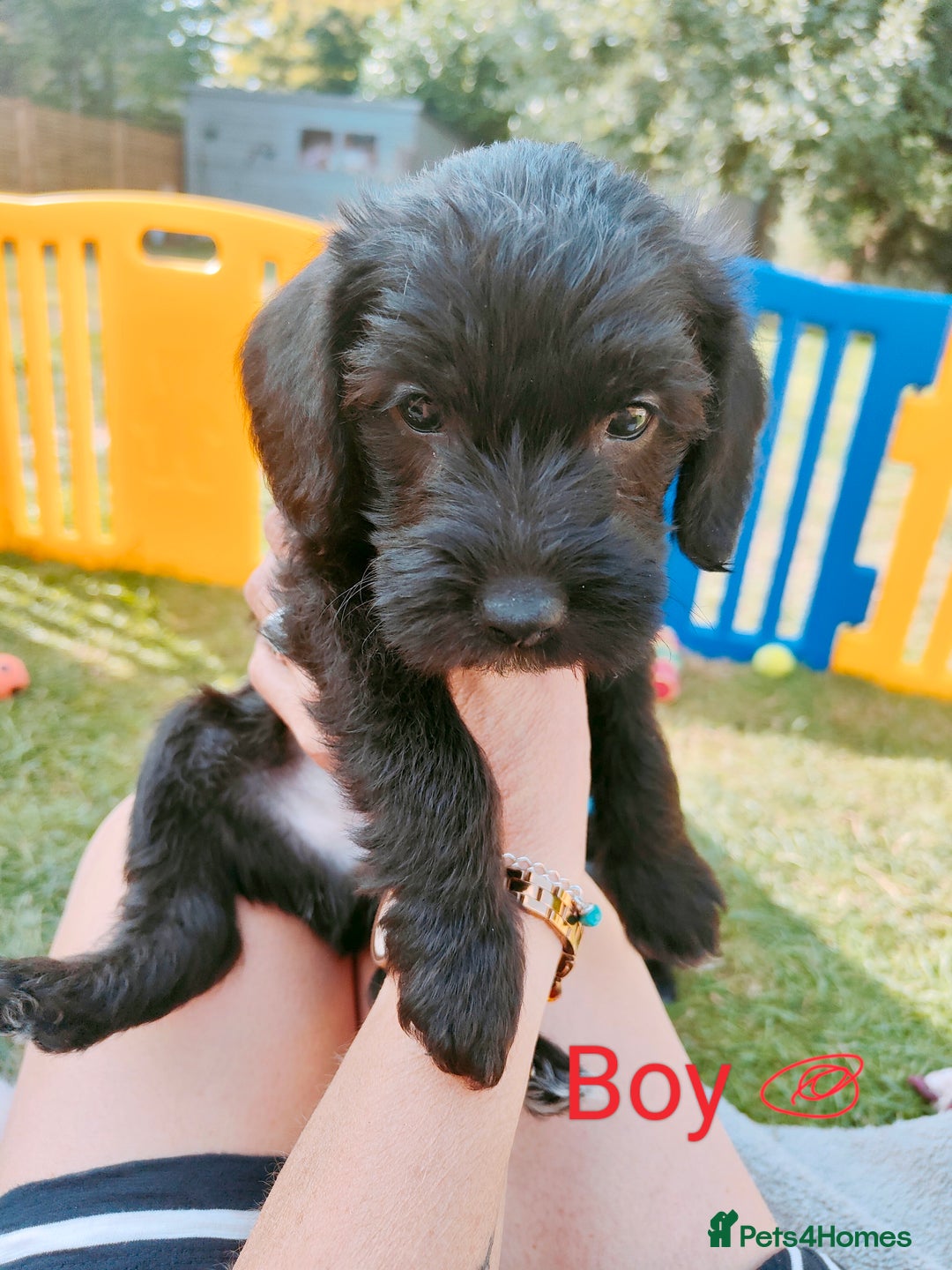 Mixed Breed dogs for sale: Cockapoo/Parsons Russell Pups - Image 7