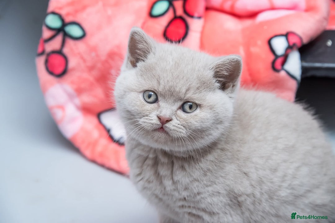 British Shorthair cats for sale: Beautiful BSH Kittens  - Advert 3
