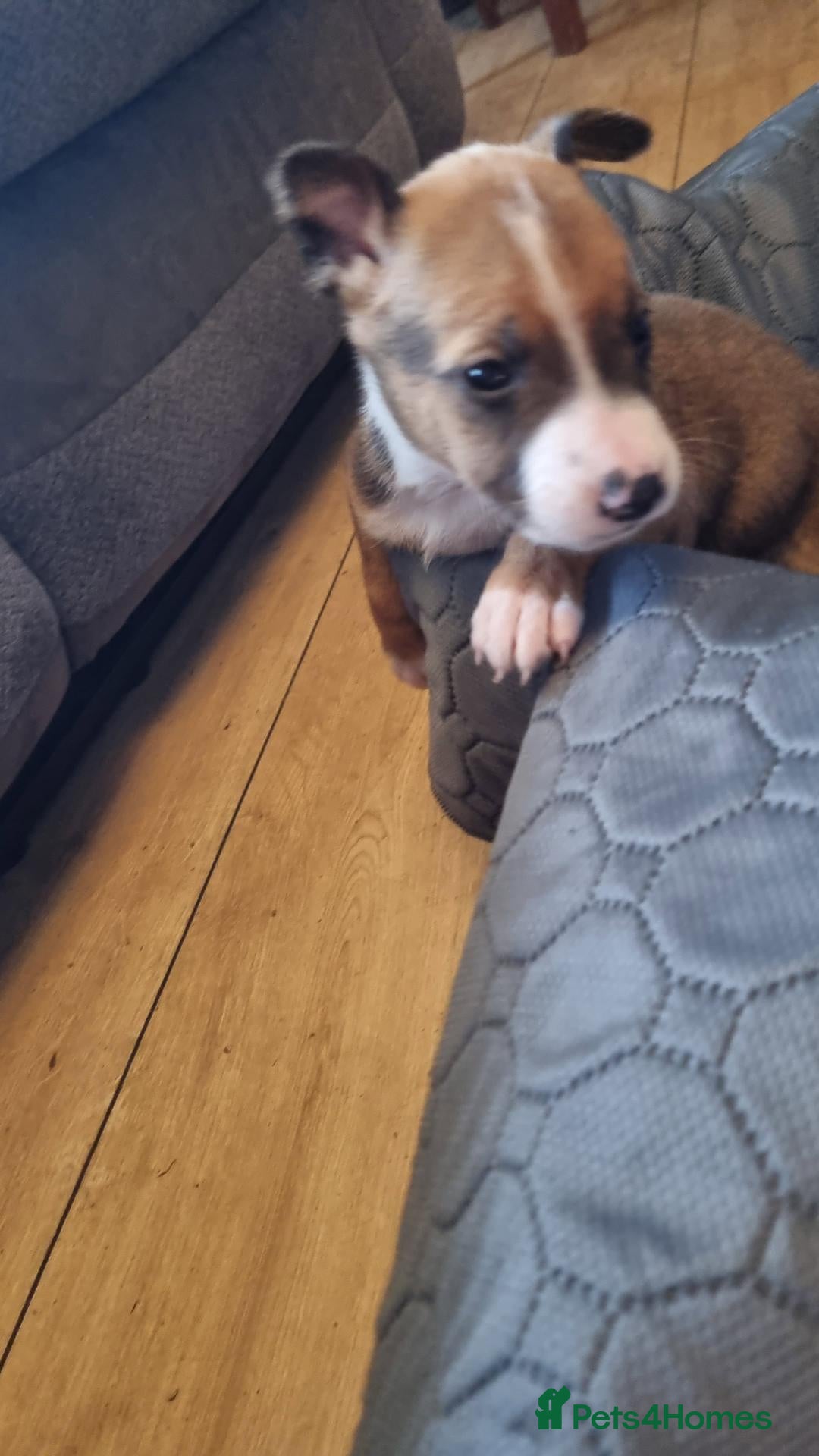 Mixed Breed dogs for sale: Stunning mixed liter of Belgiu malis x staff pups  - Advert 2