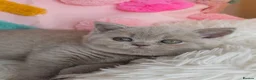 British Shorthair cats for sale: READY NOW🚗FREE DELIVERY  - Advert 7