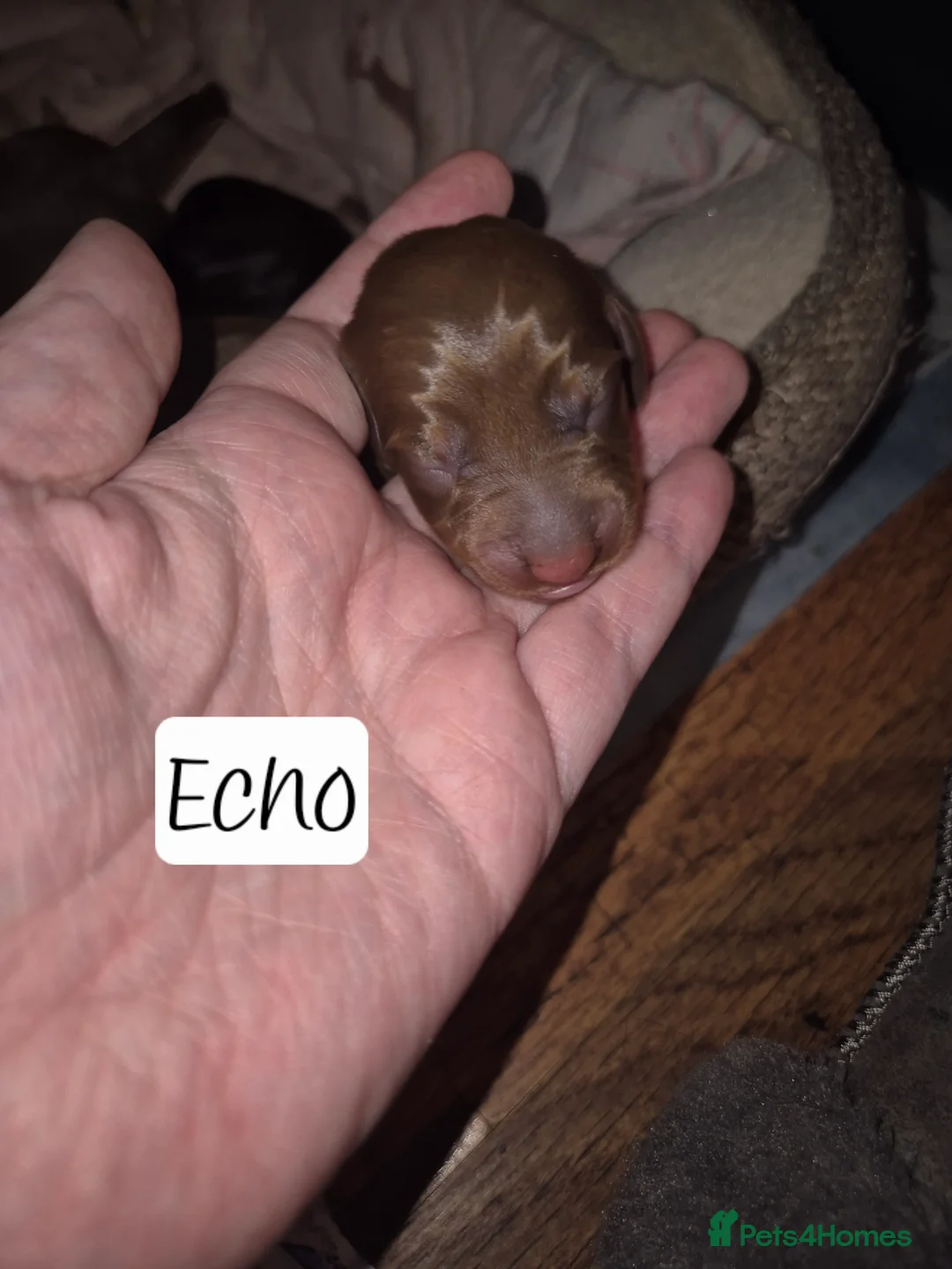 Miniature Dachshund dogs for sale: Beautiful dachshund pups - Advert 5