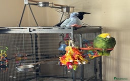 Parrots birds for sale: Yellow headed Amazon  - Image 5
