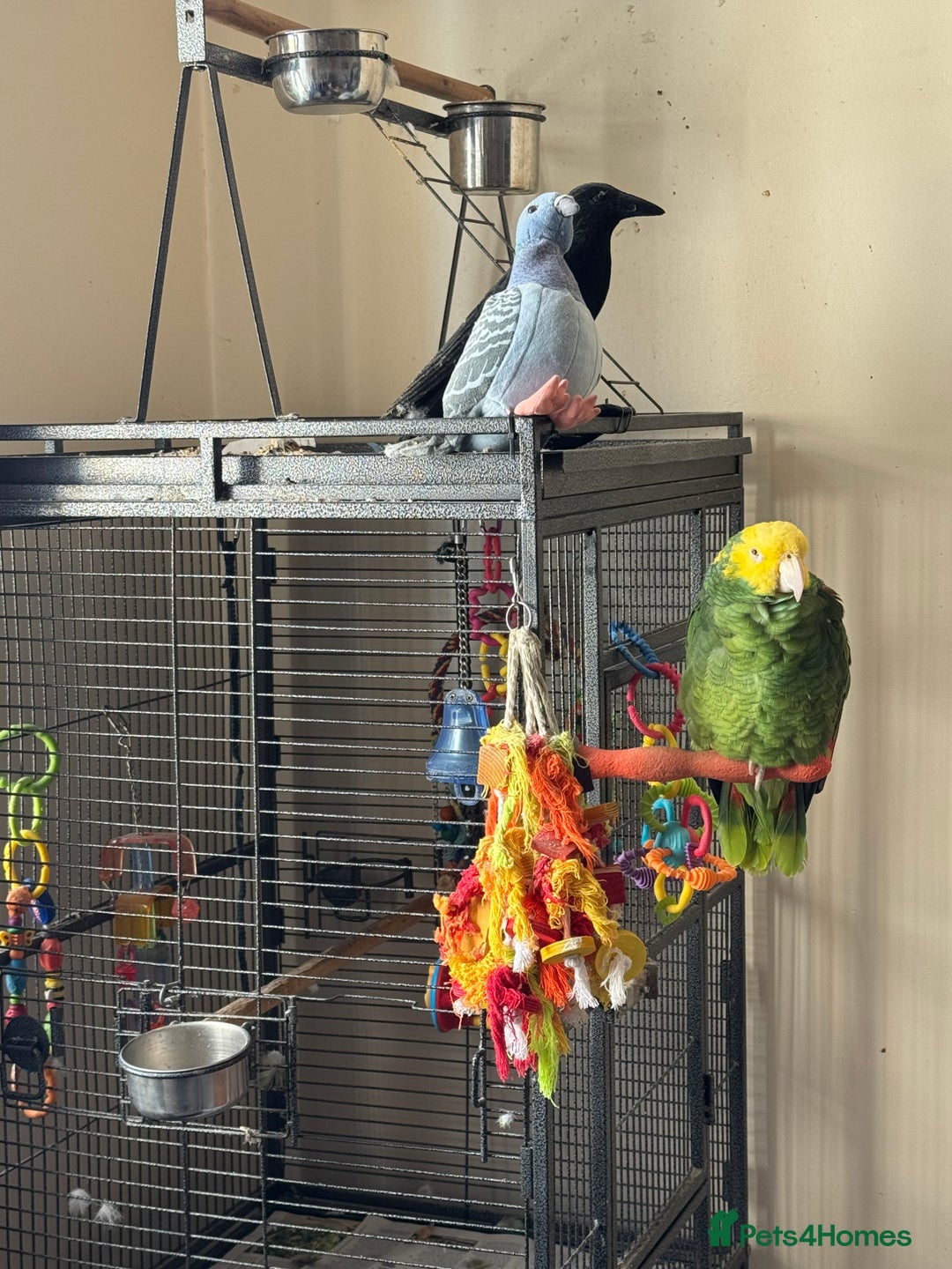 Parrots birds for sale: Yellow headed Amazon  - Image 5