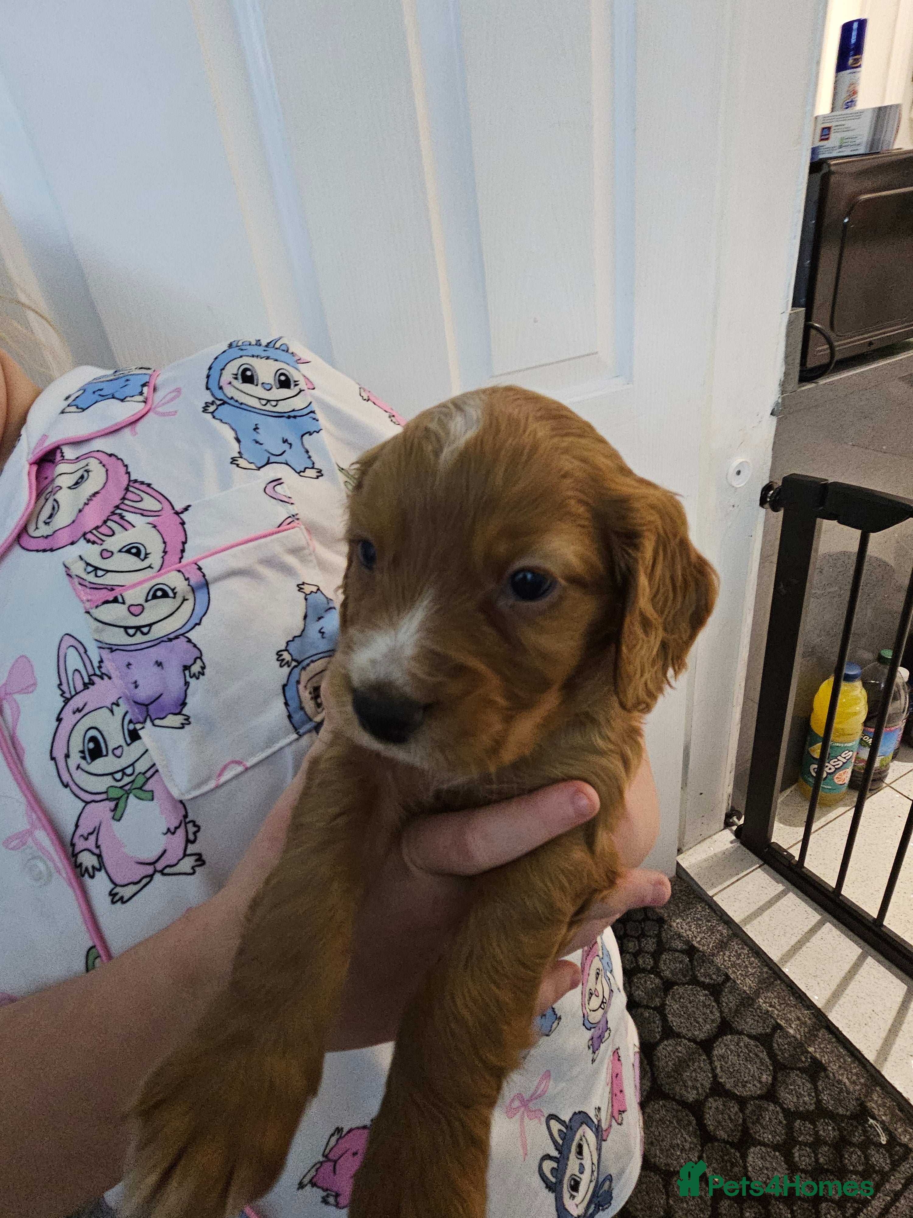 Cocker Spaniel dogs Kc registered Cocker spaniel puppies  - Advert 13