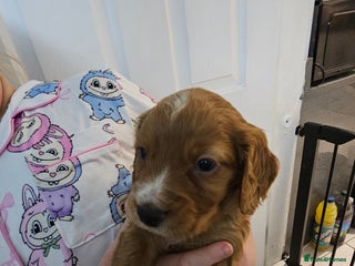 Cocker Spaniel dogs Kc registered Cocker spaniel puppies - Advert 13