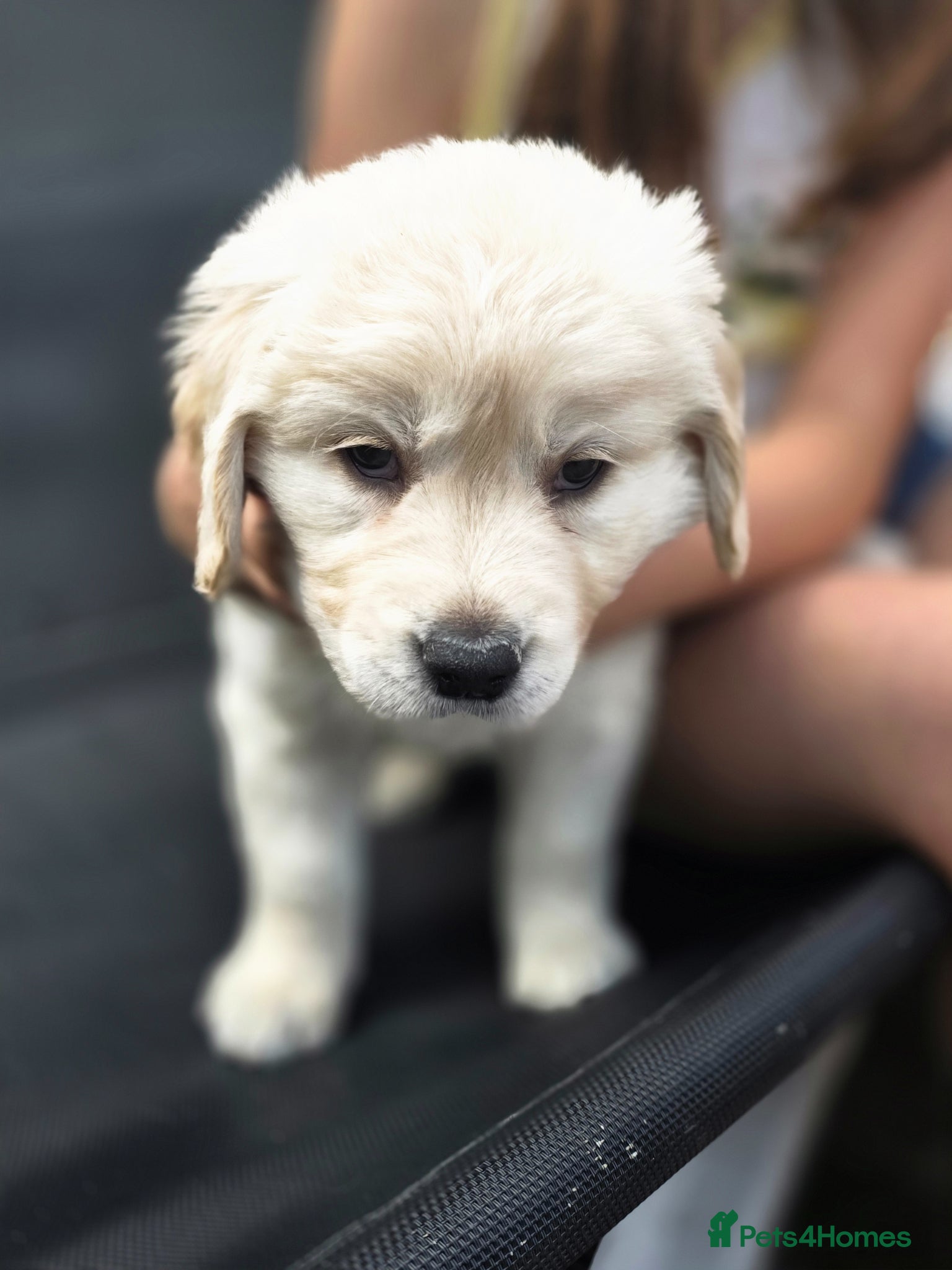 Golden Retriever dogs Golden retrievers pure breed. - Advert 16