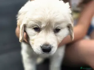 Golden Retriever dogs Golden retrievers pure breed. - Advert 16