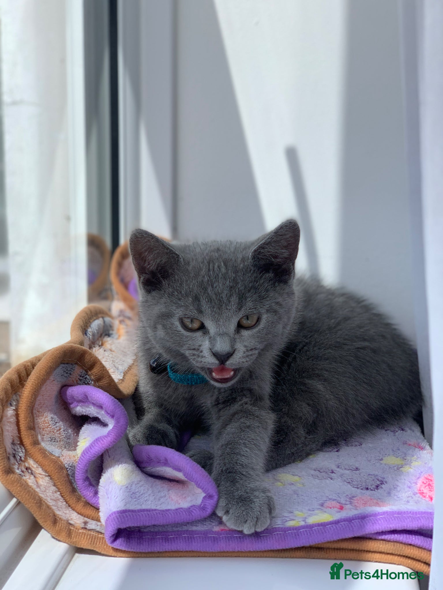British Shorthair cats British Shorthair Kittens–Ready for Loving Home 🐾 - Advert 2