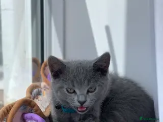 British Shorthair cats British Shorthair Kittens–Ready for Loving Home 🐾 - Advert 2