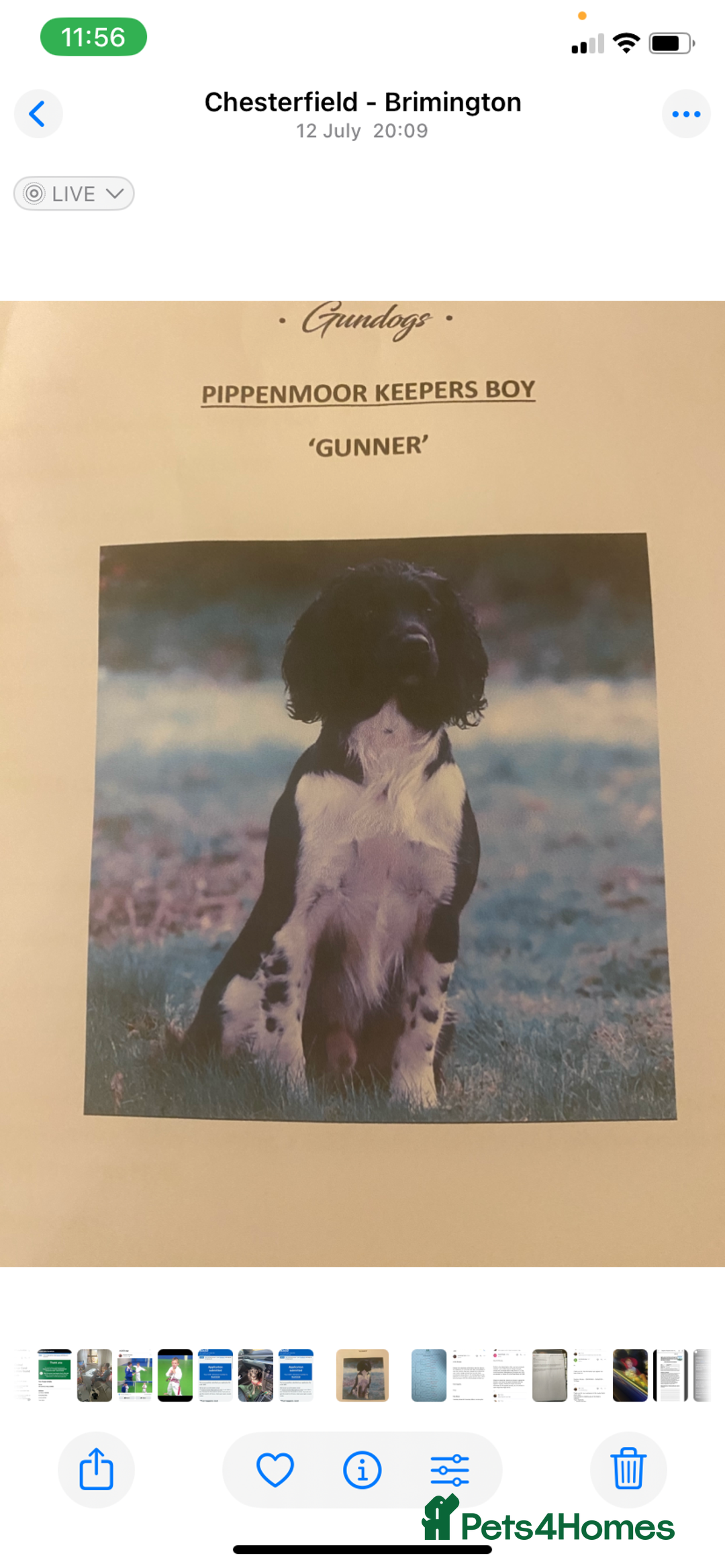 English Springer Spaniel dogs for sale: English Springer Spaniels  - Image 13