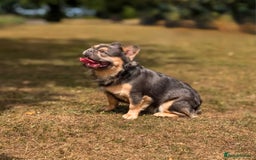 French Bulldog dogs for stud: Esquire pink&testable carrier  - Image 2