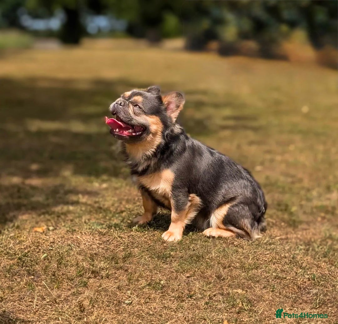 French Bulldog dogs for stud: Esquire pink&testable carrier  - Image 2