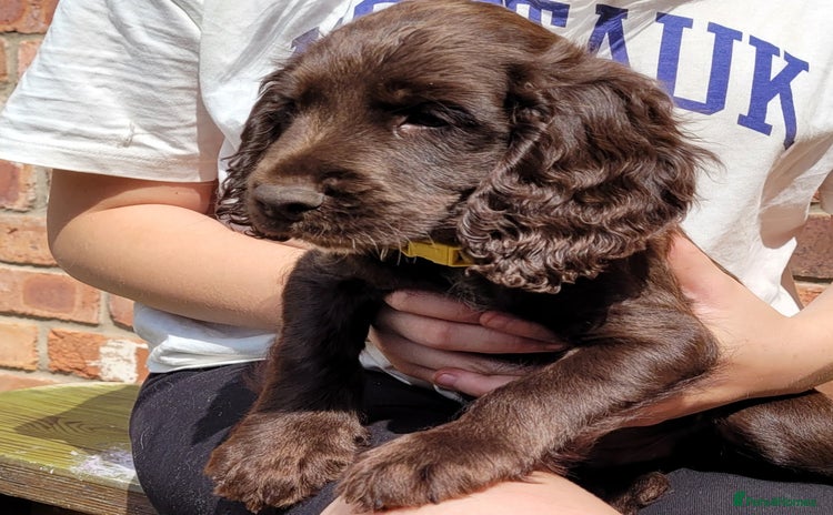 Cocker Spaniel dogs - Advert 12
