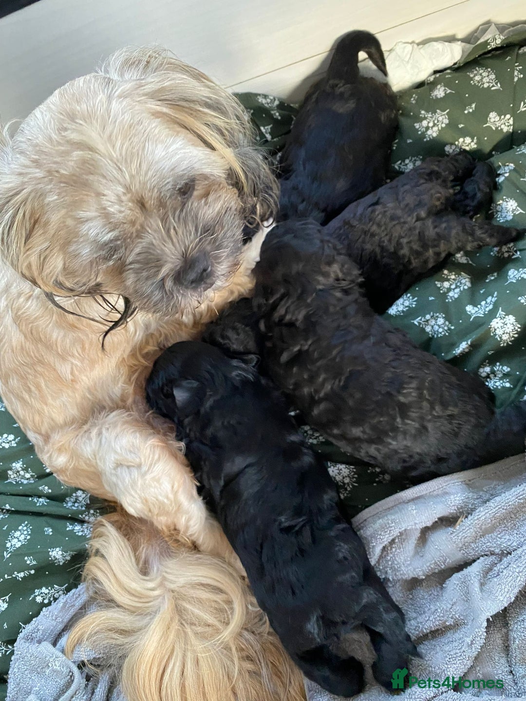 Shihpoo dogs for sale: Shihpoo puppy - Advert 6