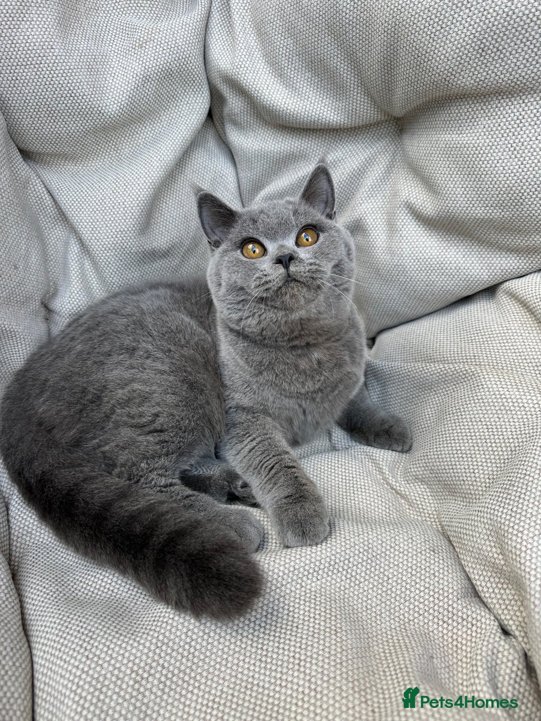 British Shorthair cats for sale: British Shorthair Chunky kittens - Advert 27