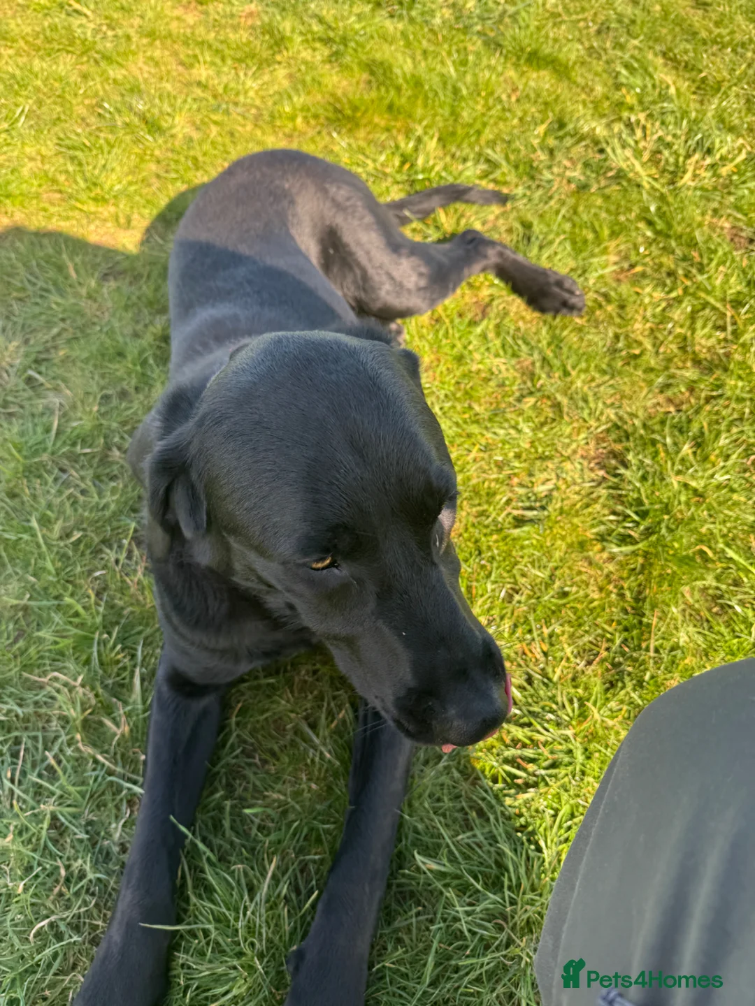 Labrador Retriever dogs for sale: Gorgeous trained Labrador available for new home  in Witney - Advert 2