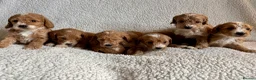 Cockapoo dogs for sale: F1bcockapoo puppies - DNA Health test clear  in Staines - Advert 29