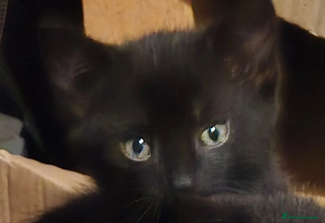 Mixed Breed cats for sale: 2 female kittens for sale - Advert 1