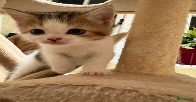 Mixed Breed cats - Advert 5