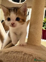 Mixed Breed cats - Advert 14