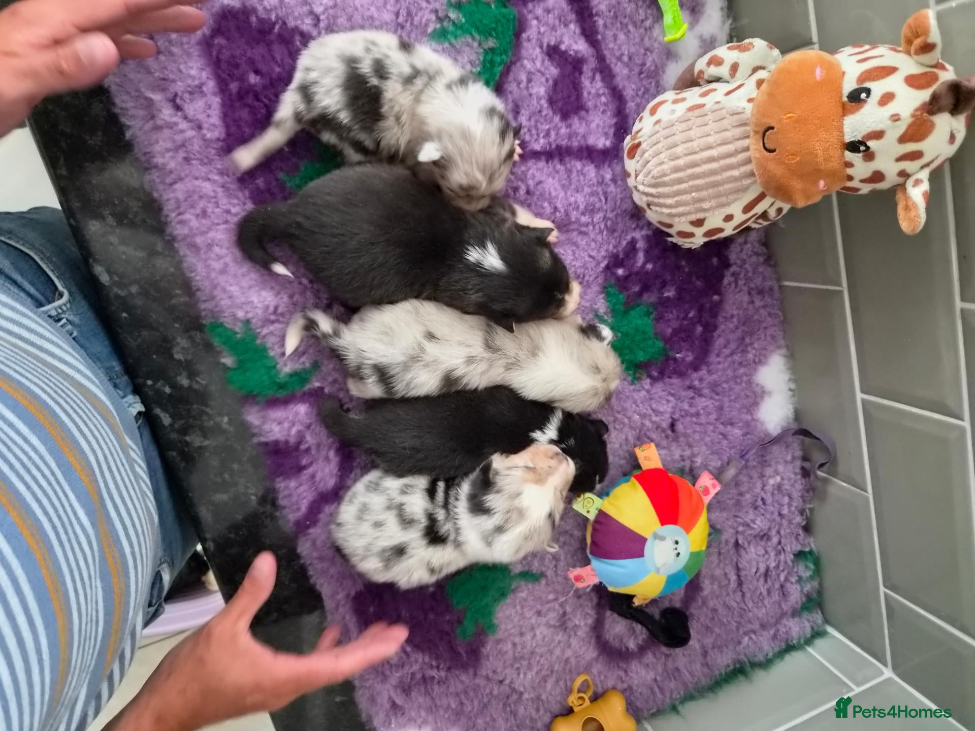 Mixed Breed dogs Shorgi Puppies  - Advert 10