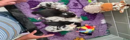 Mixed Breed dogs for sale: Shorgi Puppies  - Advert 1