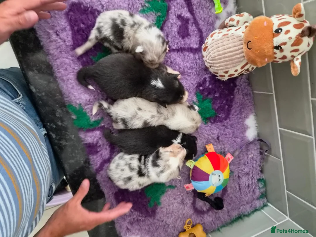 Mixed Breed dogs for sale: Shorgi Puppies  - Advert 1