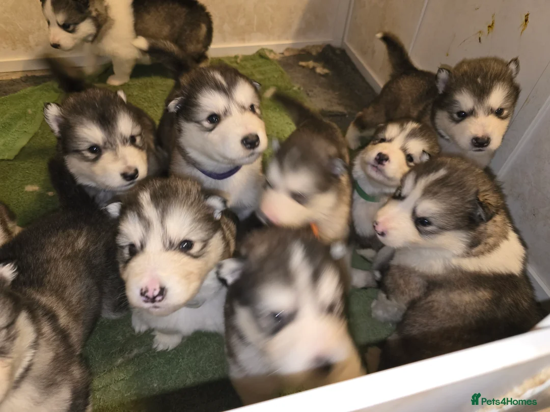 Alaskan Malamute dogs for sale: Pure Alaskan Malamute - Advert 2