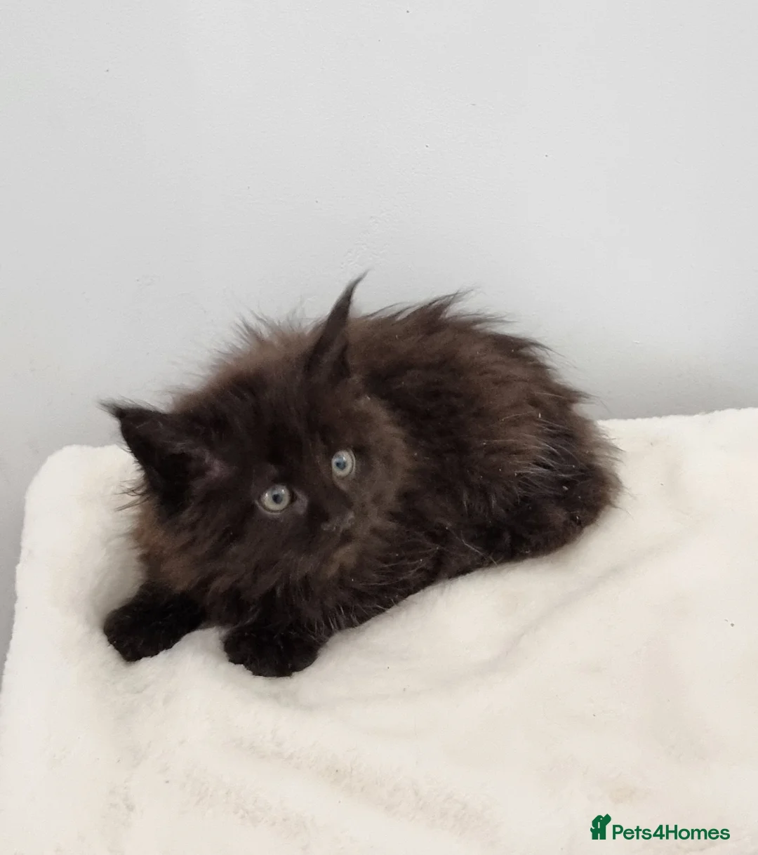 Maine Coon cats for sale: Pedigree Maine Coon Kittens for sale  - Advert 2