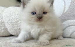 Ragdoll cats for sale: Blue Point Ragdoll Kittens! - Image 4
