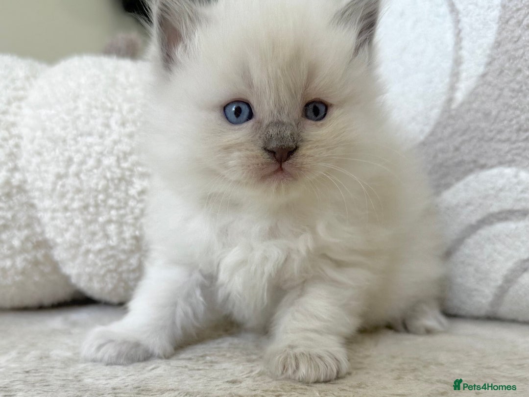 Ragdoll cats for sale: Blue Point Ragdoll Kittens! - Image 4