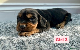 Cocker Spaniel dogs for sale: KC Reg Health Tested Working Cocker Spaniels - Image 10