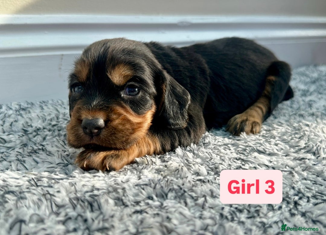 Cocker Spaniel dogs for sale: KC Reg Health Tested Working Cocker Spaniels - Image 10
