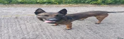 Belgian Shepherd Dog dogs for sale: Belgian Malinois knpv x ring sport fci ikc reg in Omagh - Advert 22