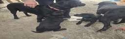 Labrador Retriever dogs for sale: Labrador puppies  in Kilmarnock - Advert 24