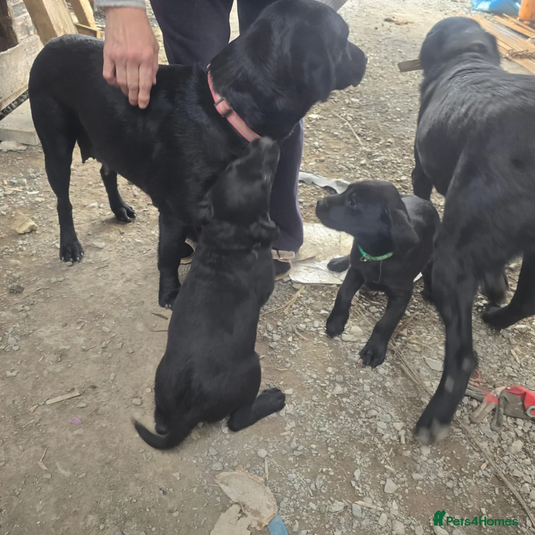 Labrador Retriever dogs for sale: Labrador puppies  in Kilmarnock - Advert 24