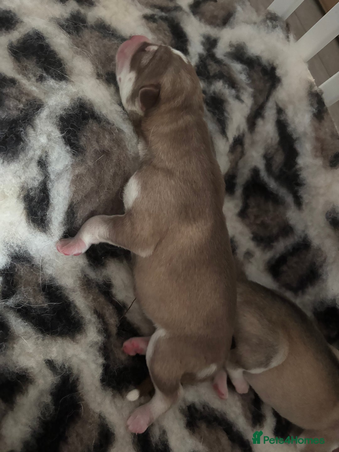 Siberian Husky dogs for sale: Siberian huskies  for sale  - Image 21