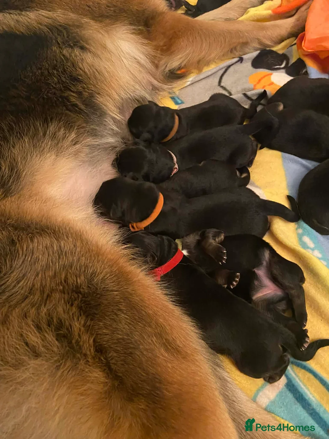 German Shepherd dogs for sale: Beautiful German Shepherd Puppies - Advert 10