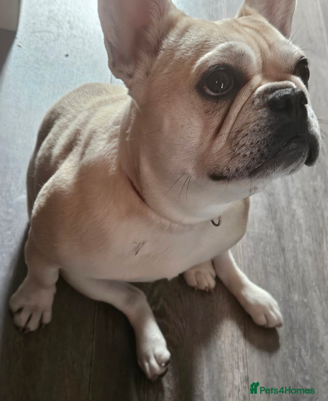 Frug dogs for sale: Female Frug (Kiki) - Image 5