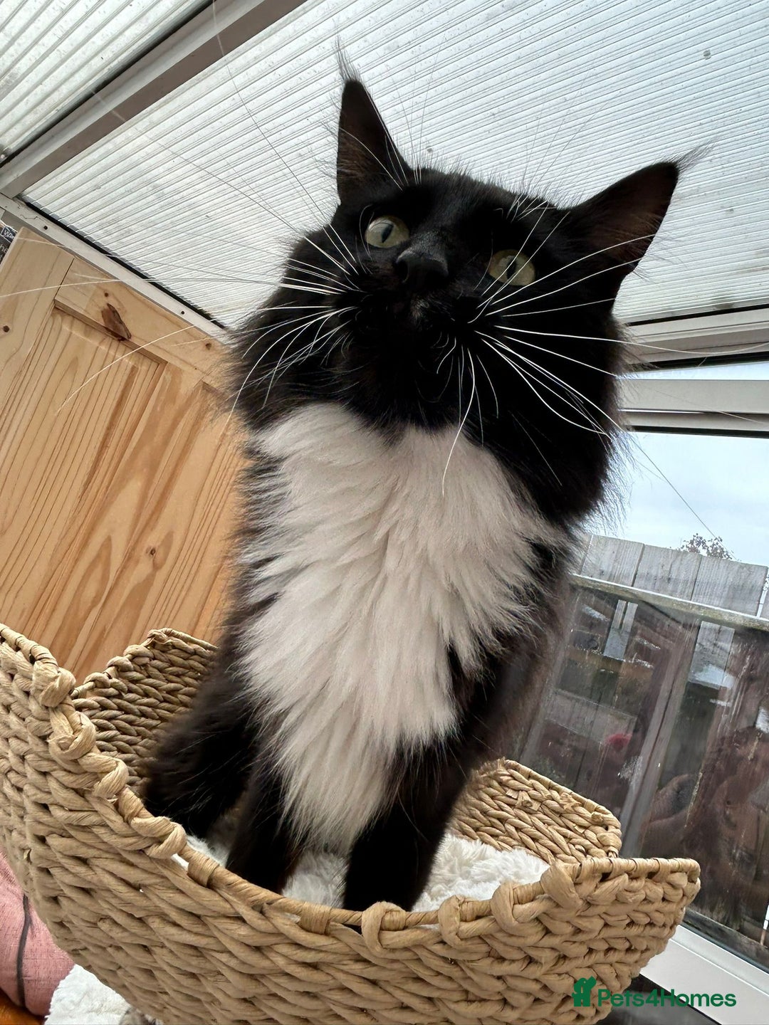 Maine Coon cats for sale: Maine coon kittens - Image 13