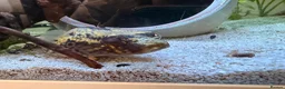 Pufferfish fish for sale: Fresh water Dragon/Humpback puffer for sale - Advert 4