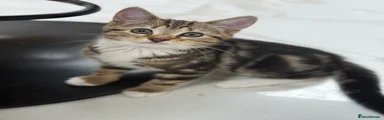  Kitten 3