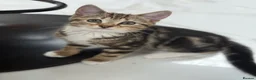 Mixed Breed cats for sale: 4 playful kittens mix of girls and boys - Advert 5