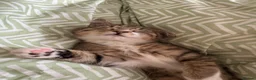 Siamese cats for sale: Willow  - Advert 6
