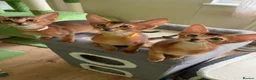 Abyssinian cats for sale: TICA 5* pedigree Abyssinian Kittens  - Advert 15