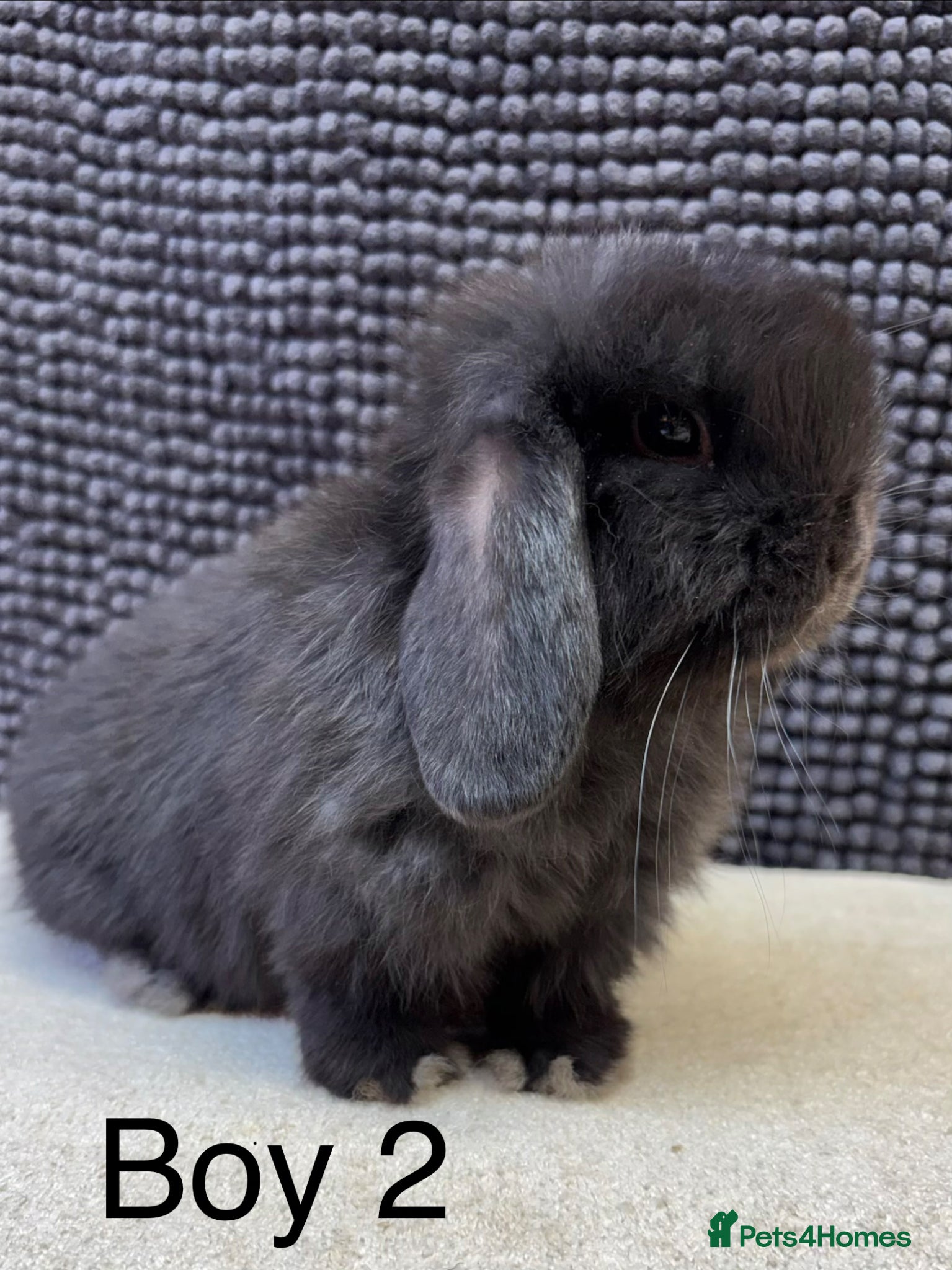 Dwarf Lop rabbits 1 Stunning super friendly boy left  - Advert 12
