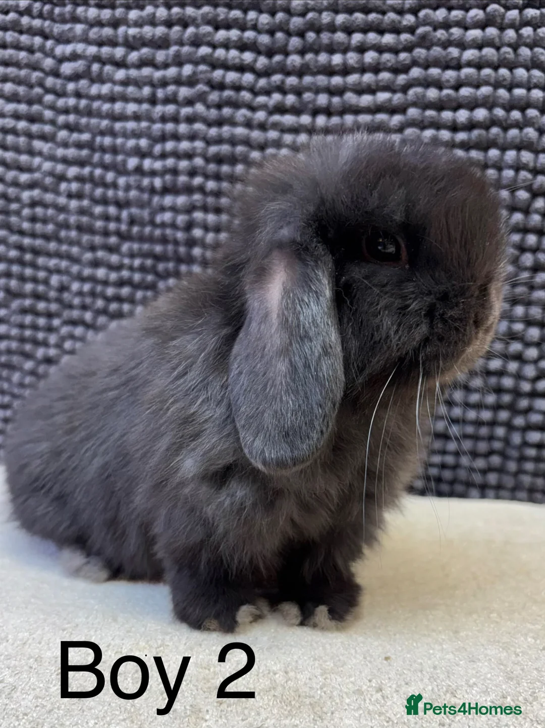 Dwarf Lop rabbits for sale: 1 Stunning super friendly boy left  - Advert 1