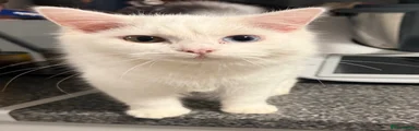 Turkish Angora 1
