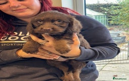 Sproodle dogs for sale: Ready now Springer cross labradoodle - Image 1