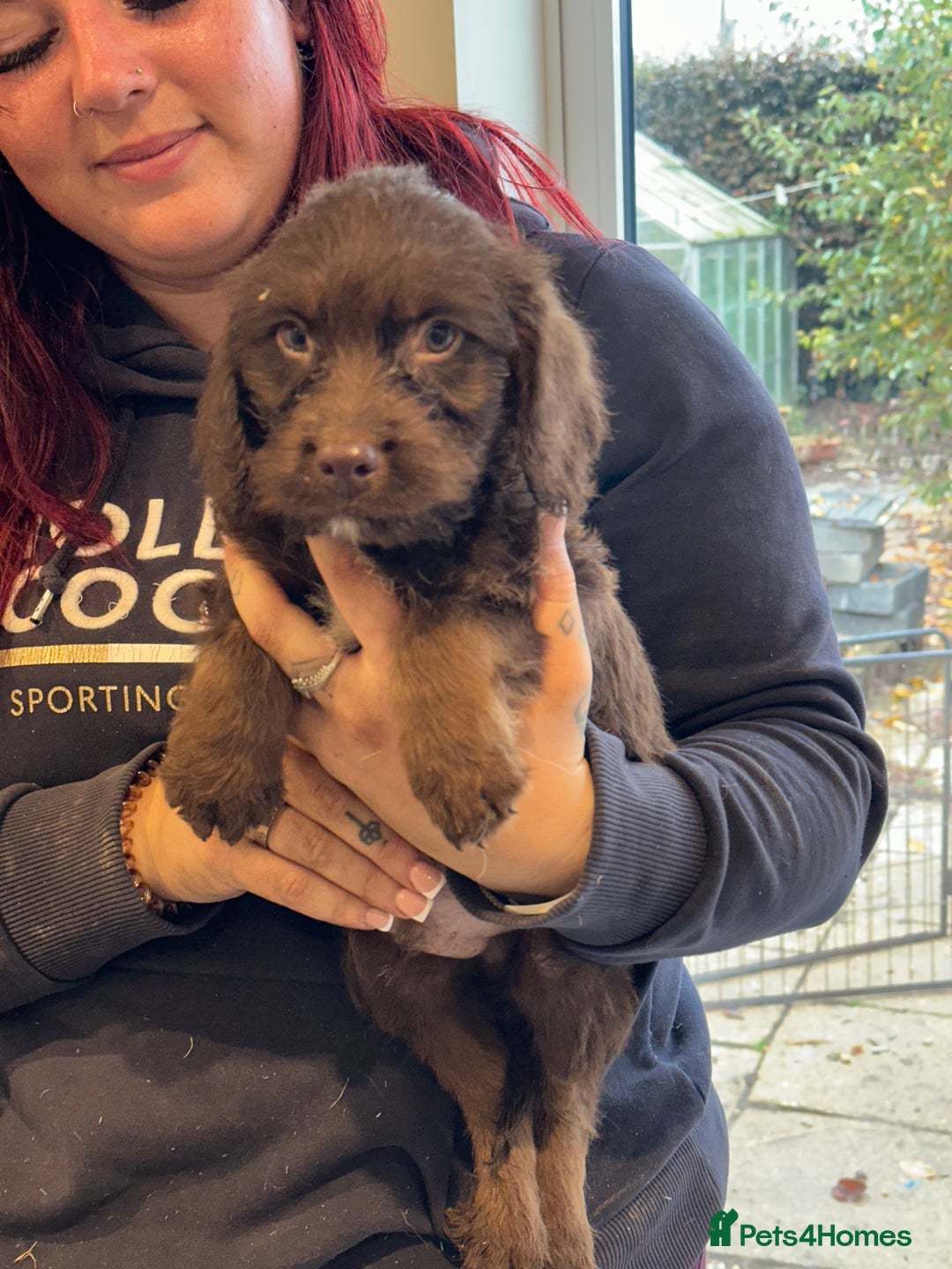 Sproodle dogs for sale: Ready now Springer cross labradoodle - Image 1
